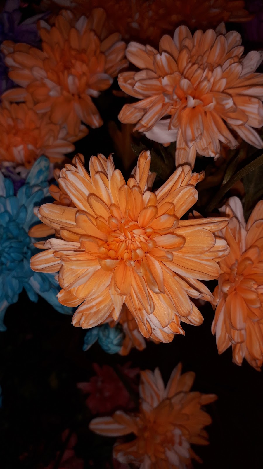 Flores Cussino