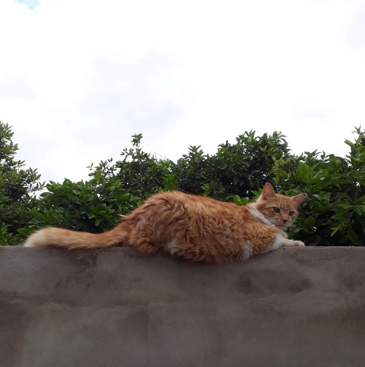 Cevet Veterinaria